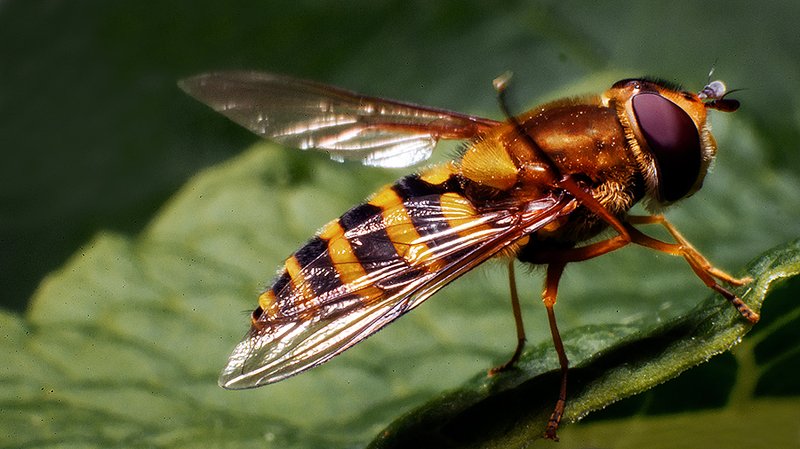 Чесотка фото превью