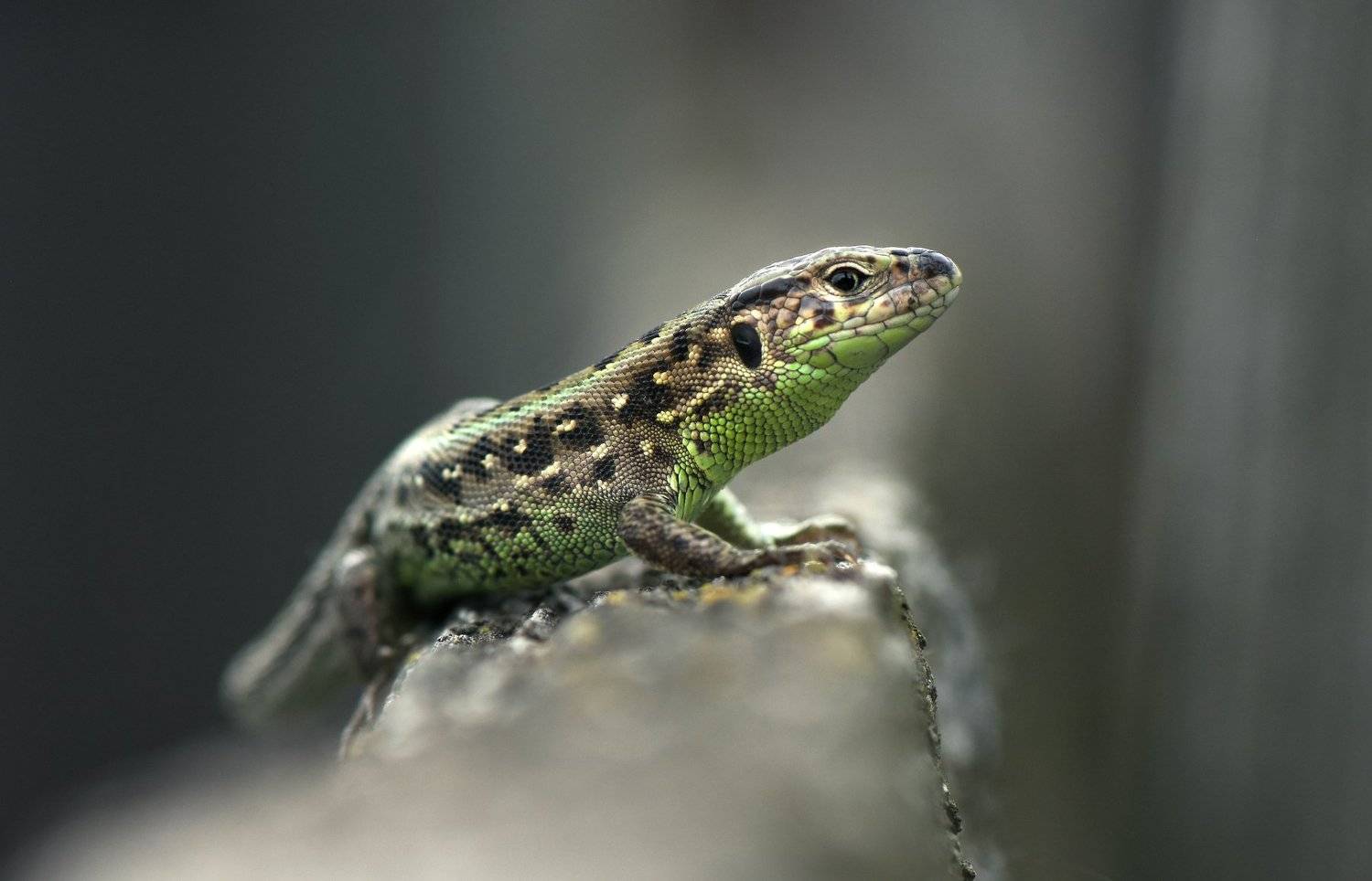 , Макеев Алексей