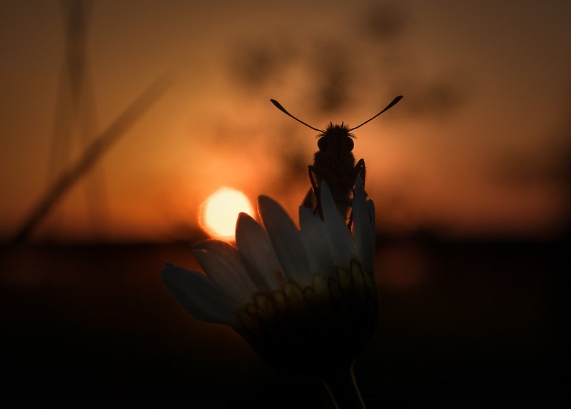 Толстоголовка (бабочка) фото превью