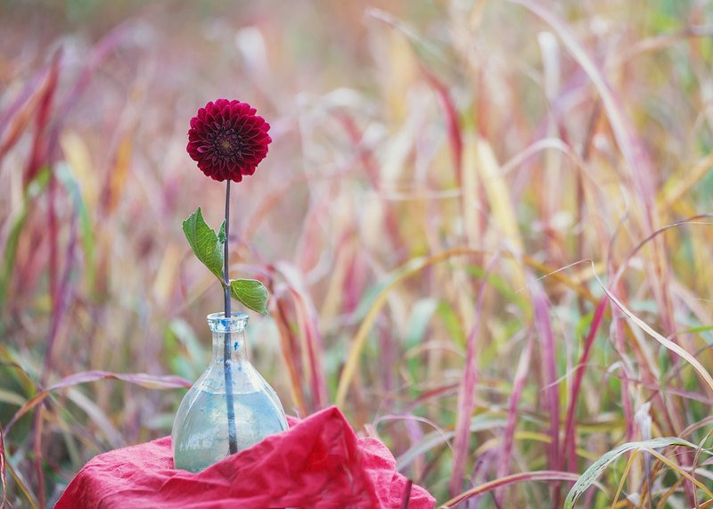 macro.flovers,stilllife,rural rural impression фото превью