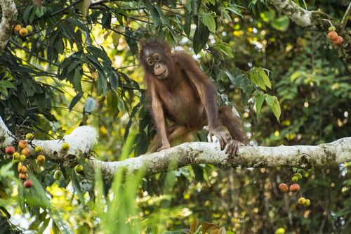 Не жизнь, а малина. Или вроде того.