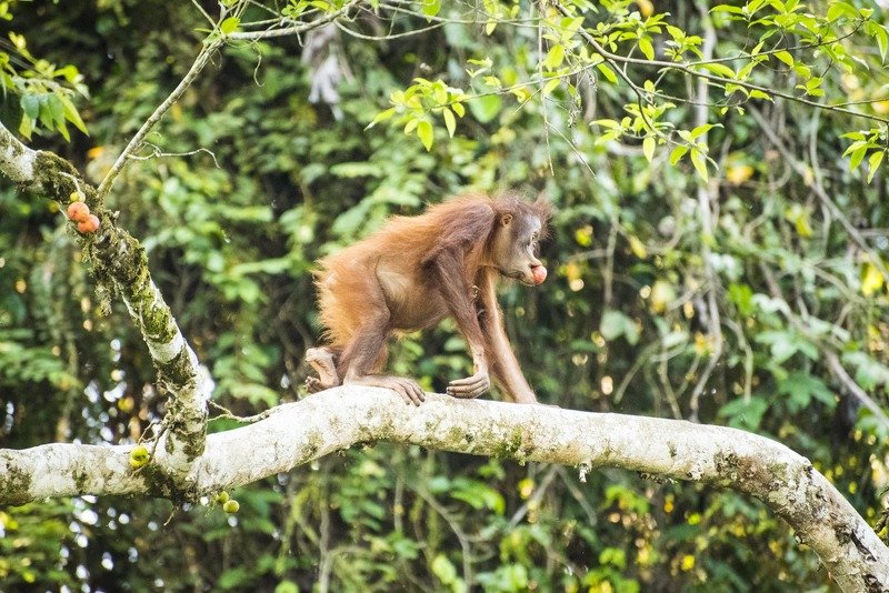 жизнь животных Прогуливаюсь, однако фото превью