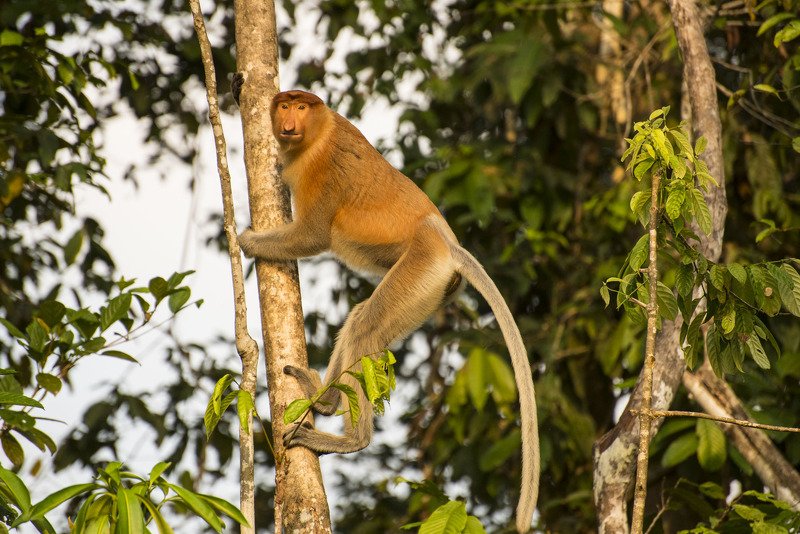 жизнь животных Во всей красе фото превью