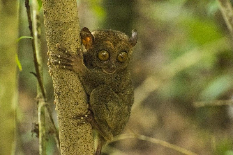 жизнь животных Лупоглазый фото превью
