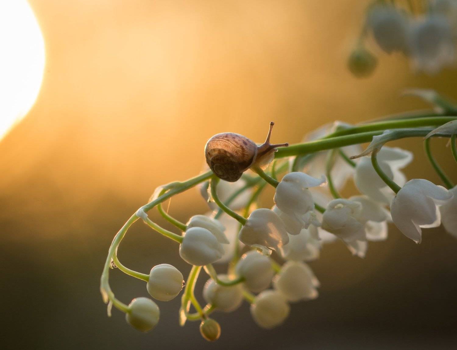 закат, красота природы, улитка, ландыши, солнце, любовь, Татьяна Пименкова