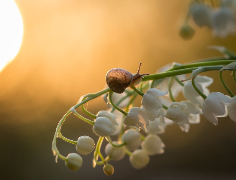 Маленькая гостья фото превью
