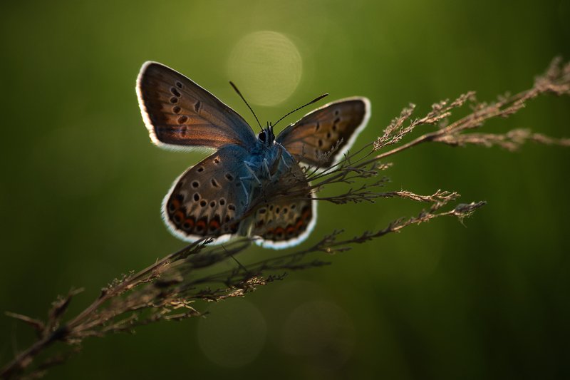 *** фото превью