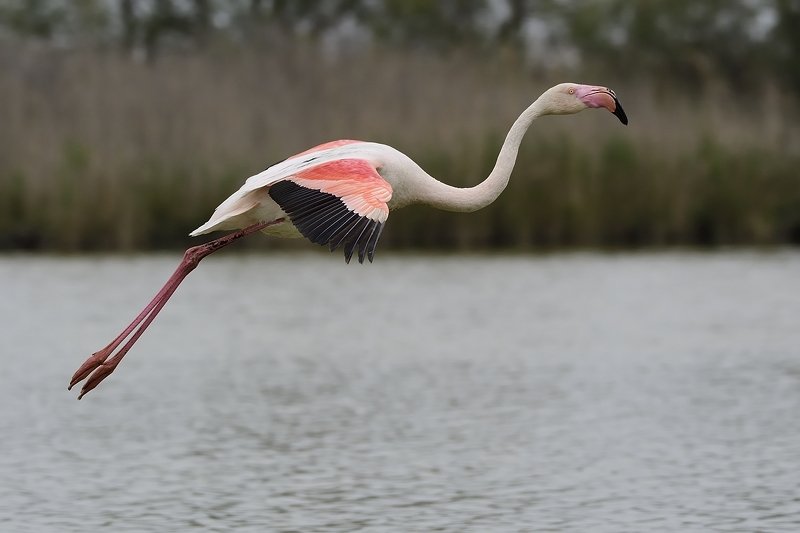птицы birds Phoenicopterus roseus фото превью