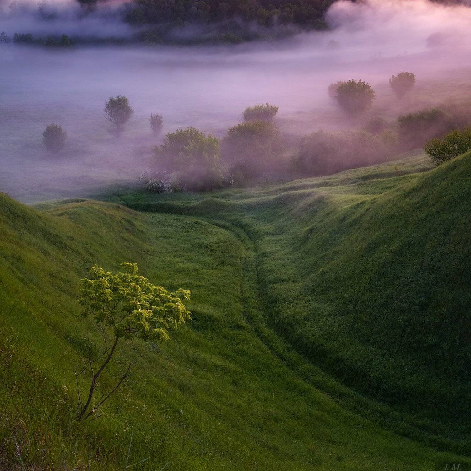 утро, туман, пейзаж, дерево, долина, холмы, morning, foggy, misty, valley, tree, light, fog, hills, landscape, Nature, mist, Ivan Maljarenko 