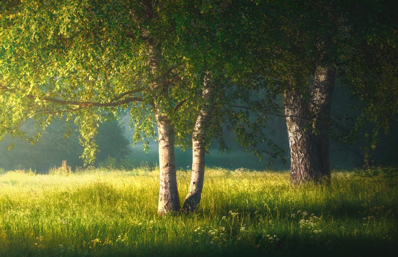 Берёзки фото превью