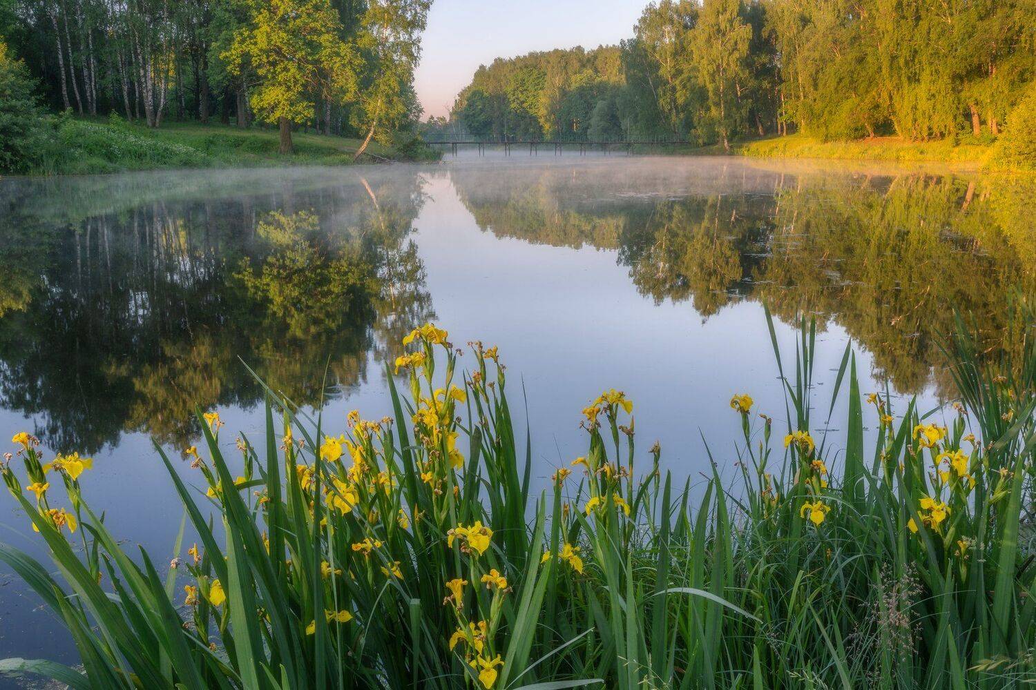 природа, пейзаж, рассвет, ирисы , Мартыненко Дмитрий