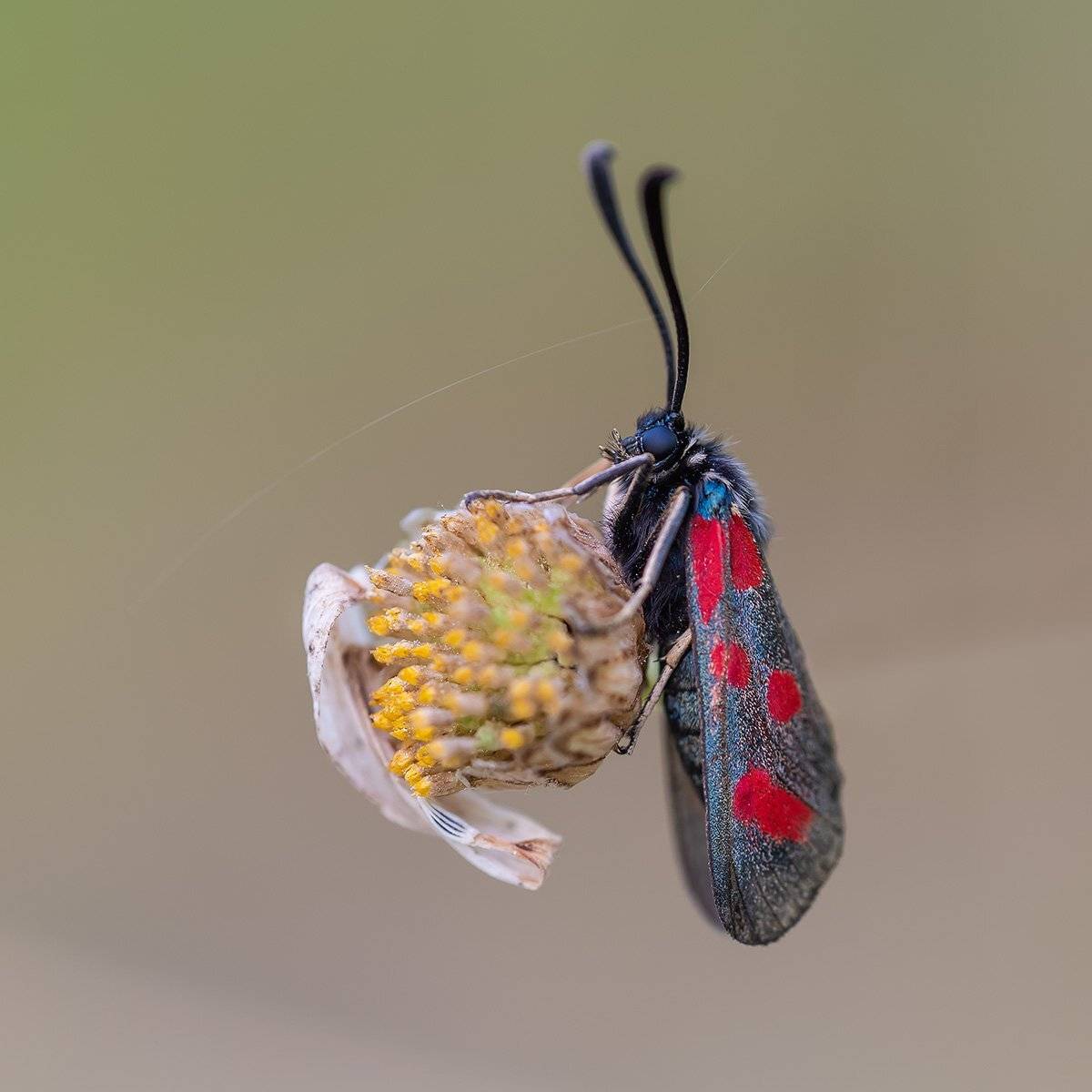 , Александр Земляной