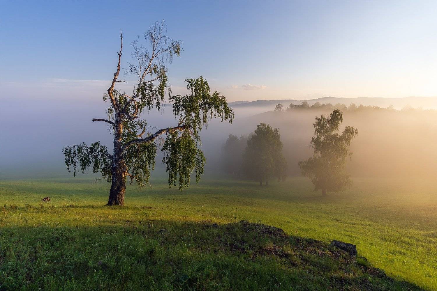 утро, рассвет, восход, туман, лучи, Леонид Максименко