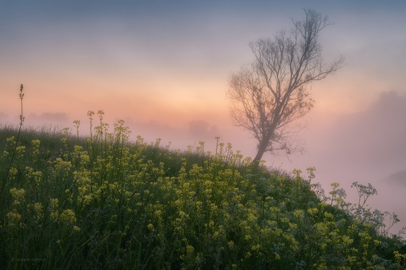 угра,рассвет,утро,пейзаж Туманное утро июня... фото превью