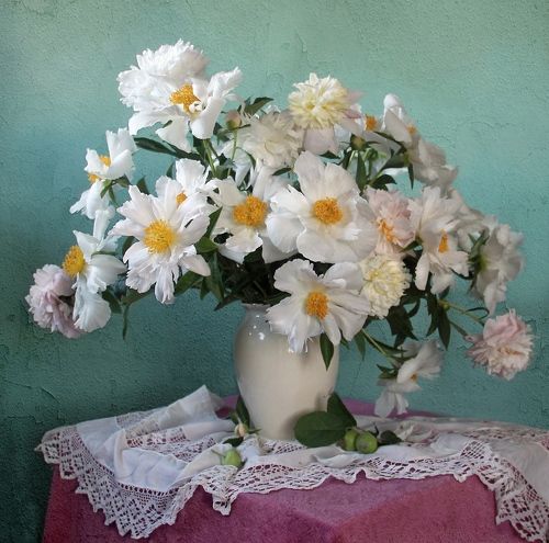 Пионов нежная прохлада