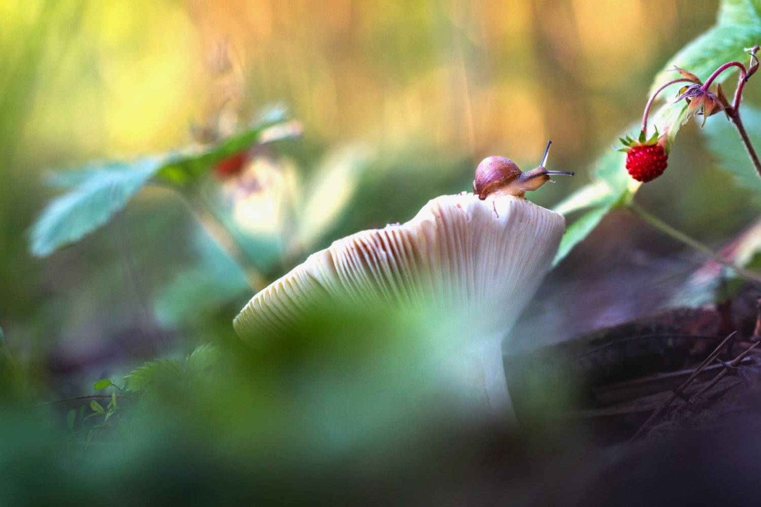 улитка, макро, природа, snail, nature, Людмила Гудина