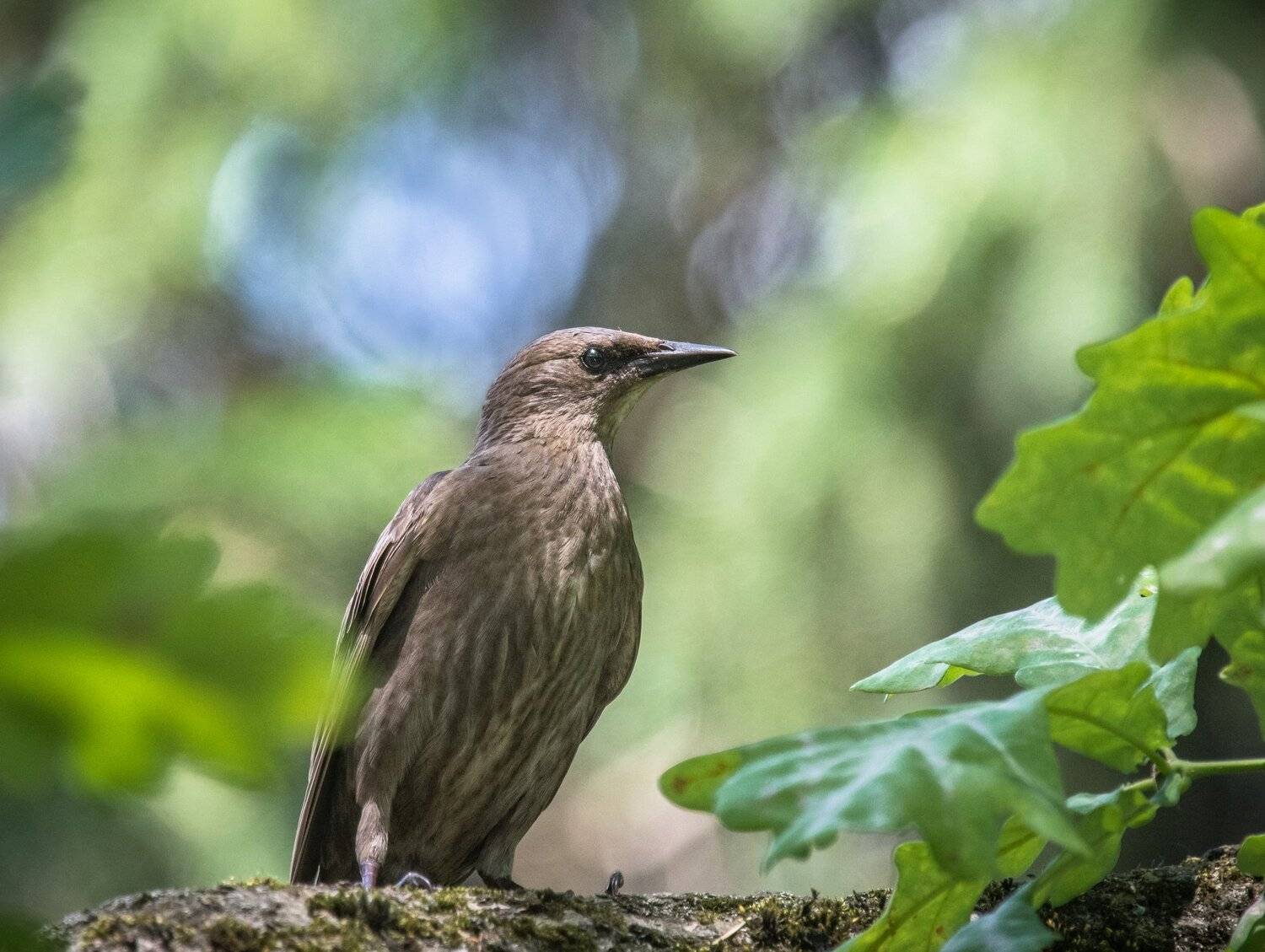 , Курлянцев Алексей