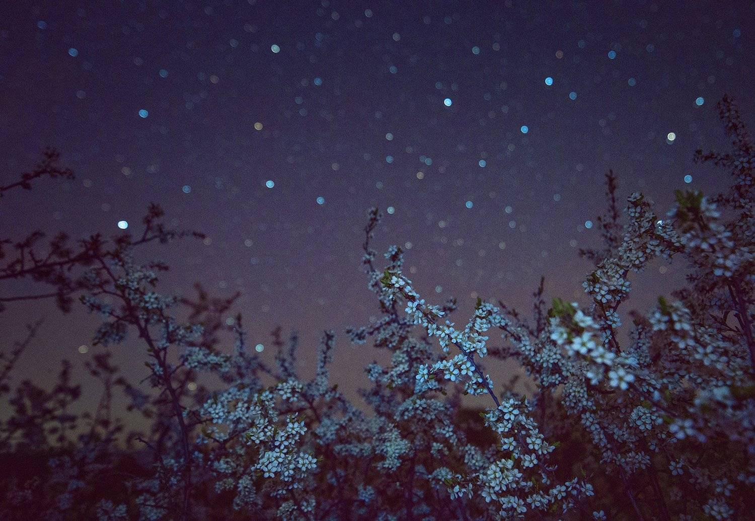 ночь, звезды, терновник, tamron, Артемий Тузов