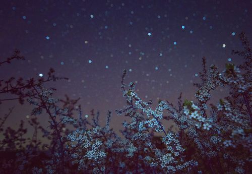 В зарослях терновника