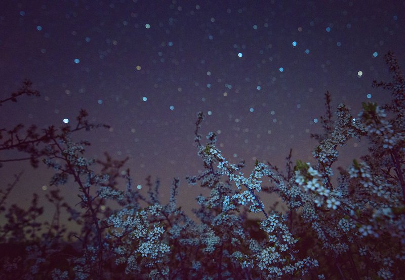 ночь, звезды, терновник, tamron В зарослях терновника фото превью