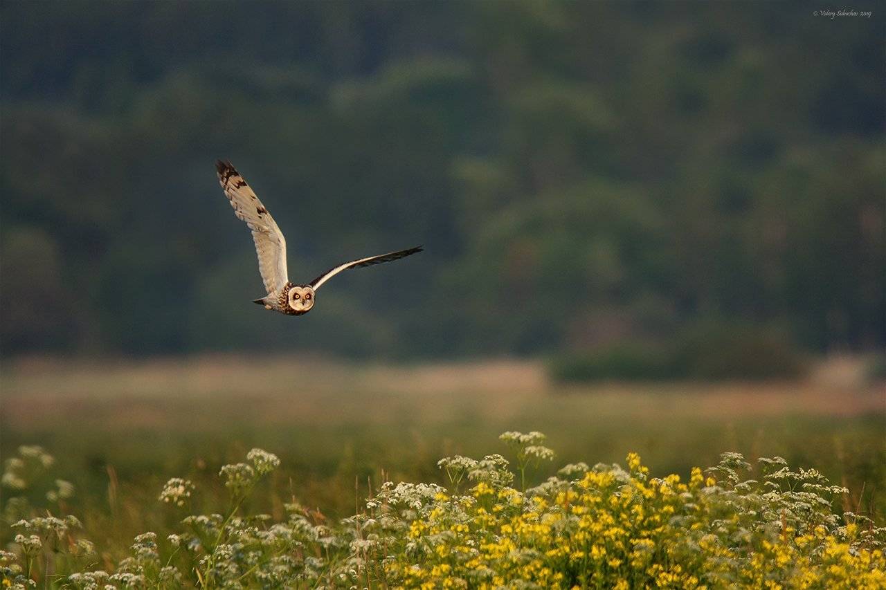 , Валерий Субачев