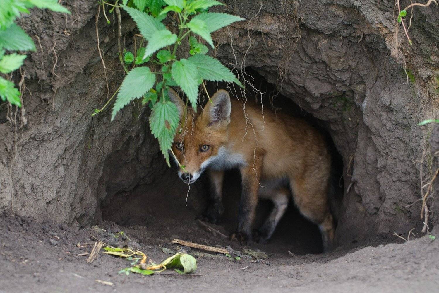 лисёнок, нора, логово, Михаил Агеев