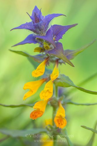 Wood Cow-wheat (Melampyrum nemorosum) // Марьянник дубравный (Melampyrum nemorosum)