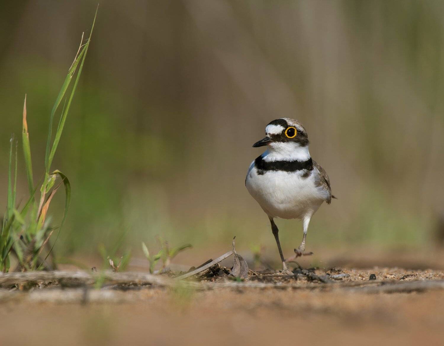 птицы,природа,лето, Андрей Киселёв