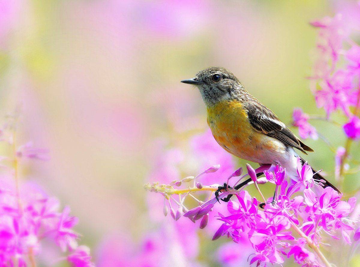 природа, фотоохота, чекан, птицы, животные, цветы, лето, vladilenoff