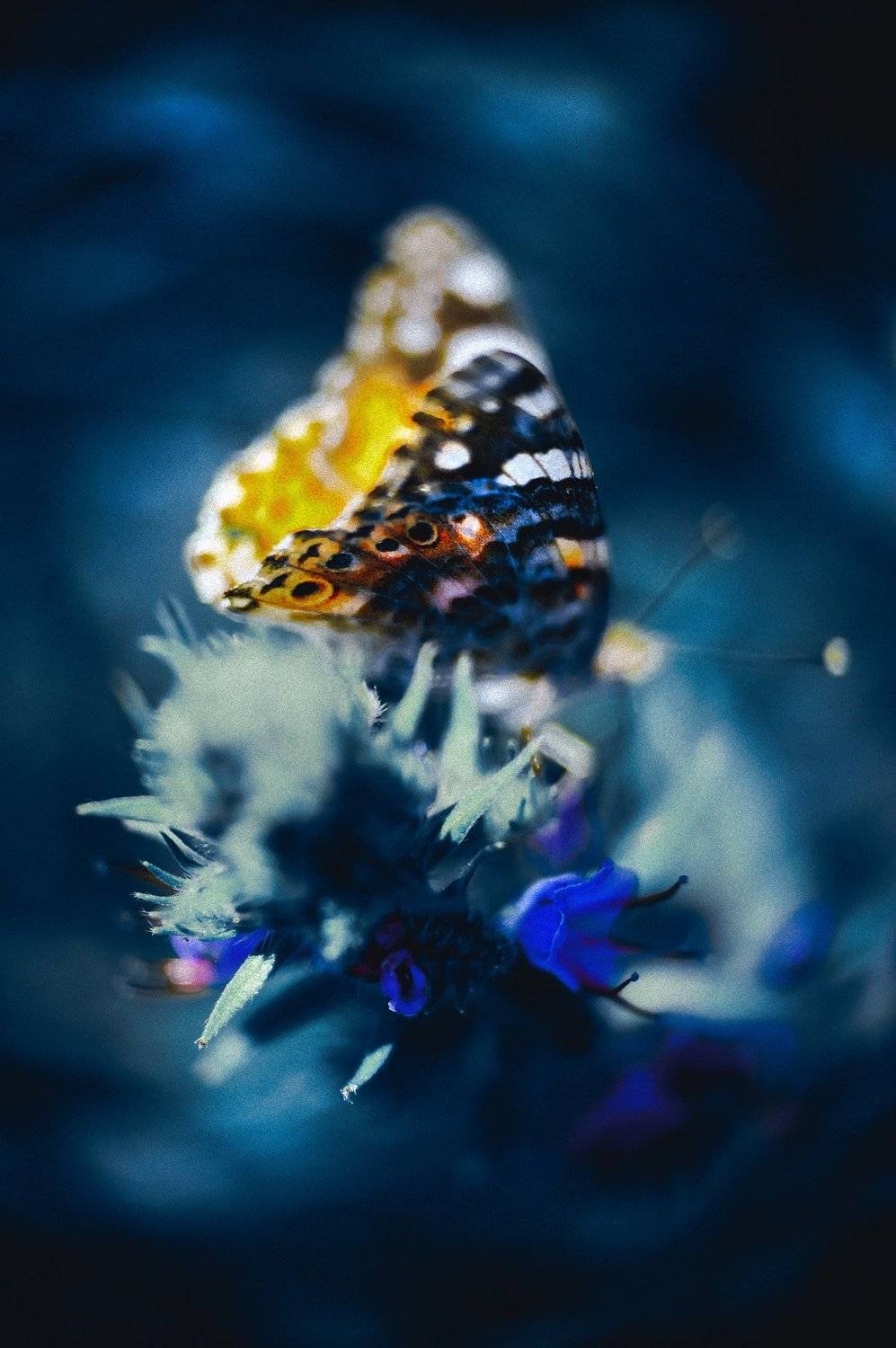 marco, butterfly, bokeh, nature, colors, Руслан Болгов (Axe)