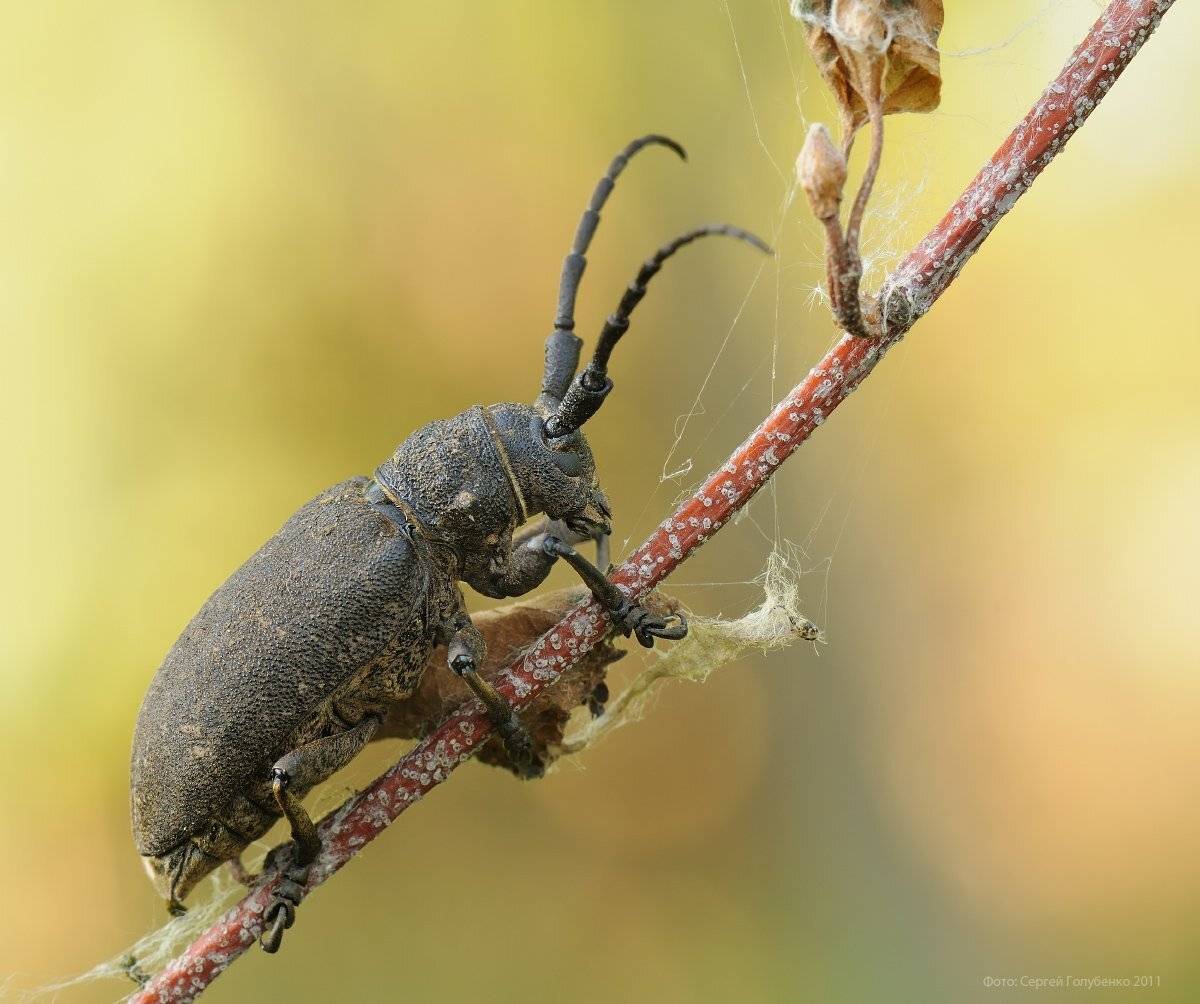 , Сергей Голубенко
