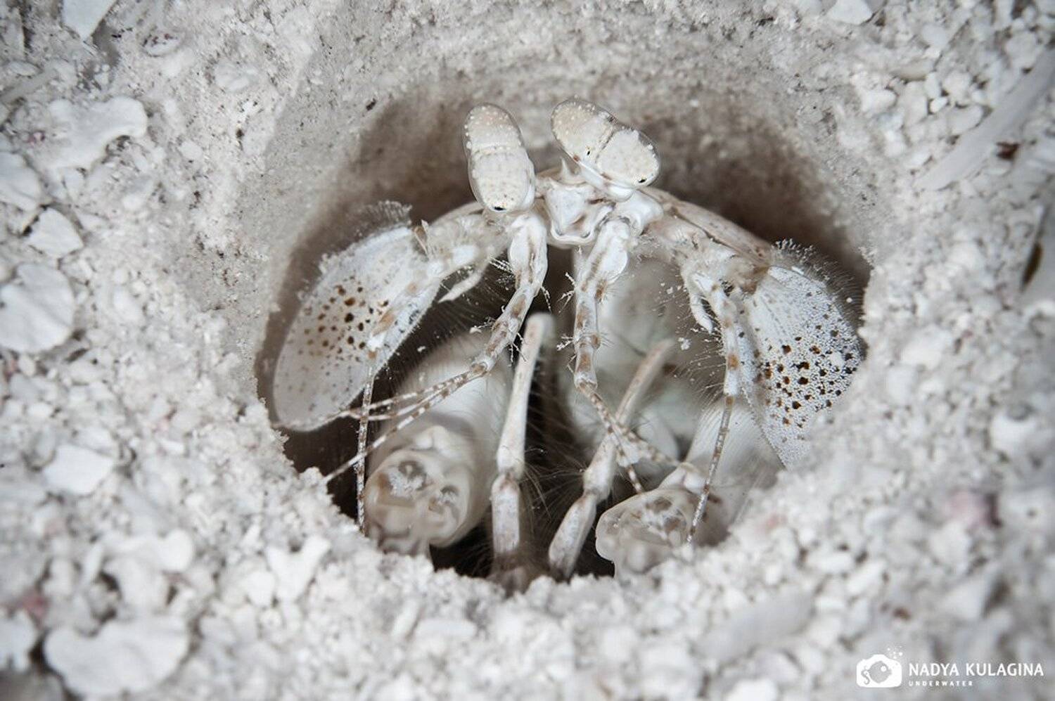 underwater, cayman, Nadya Kulagina