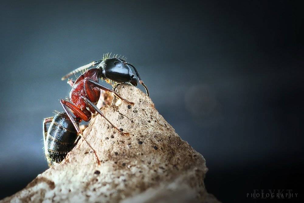 ant, macro, Helena Flykt
