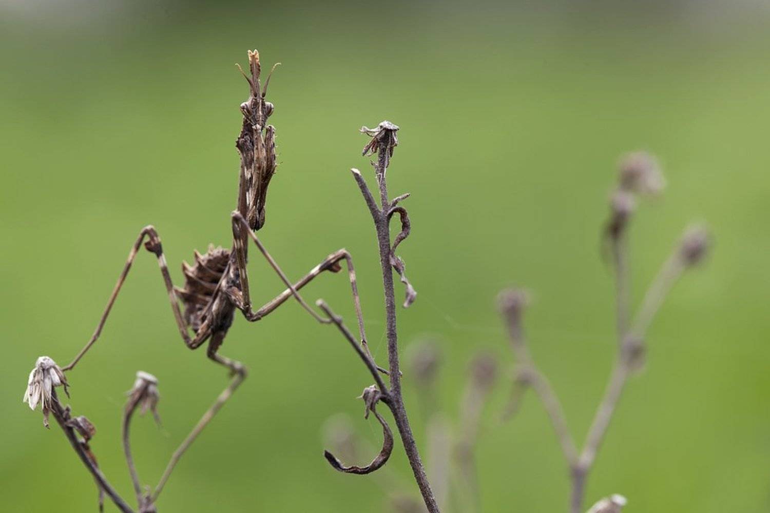 mantodea, Remus Moise