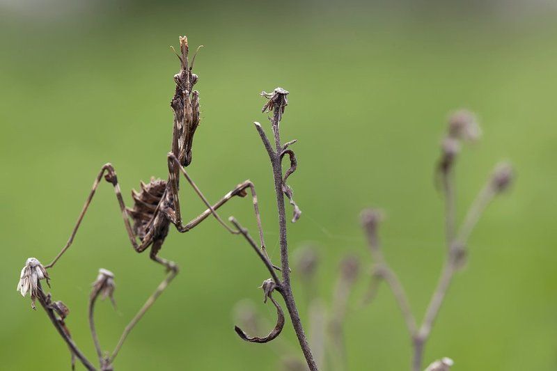 mantodea Empusa penatta фото превью