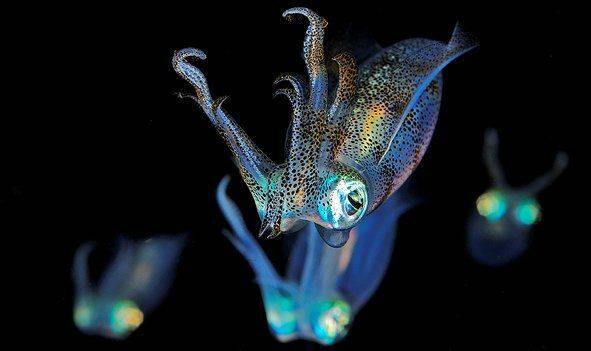 , Андрей Шпатак