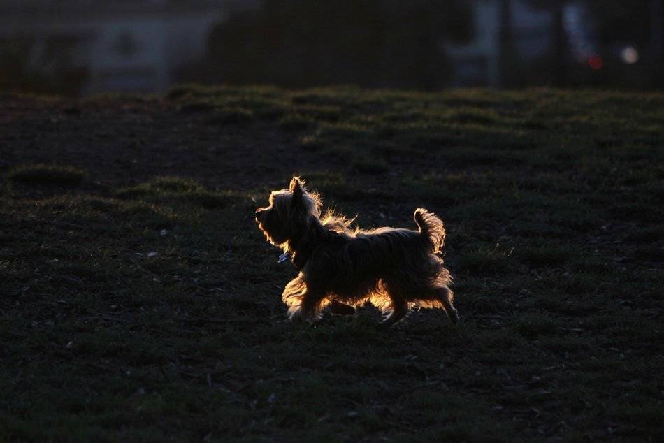 dog, light, san francisco, sun, sunset, usa, контур, свет, собака, Дара Пилюгина