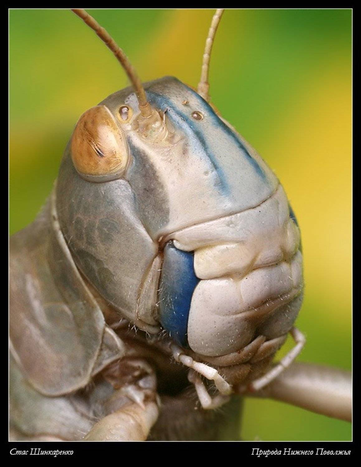 , Станислав Шинкаренко