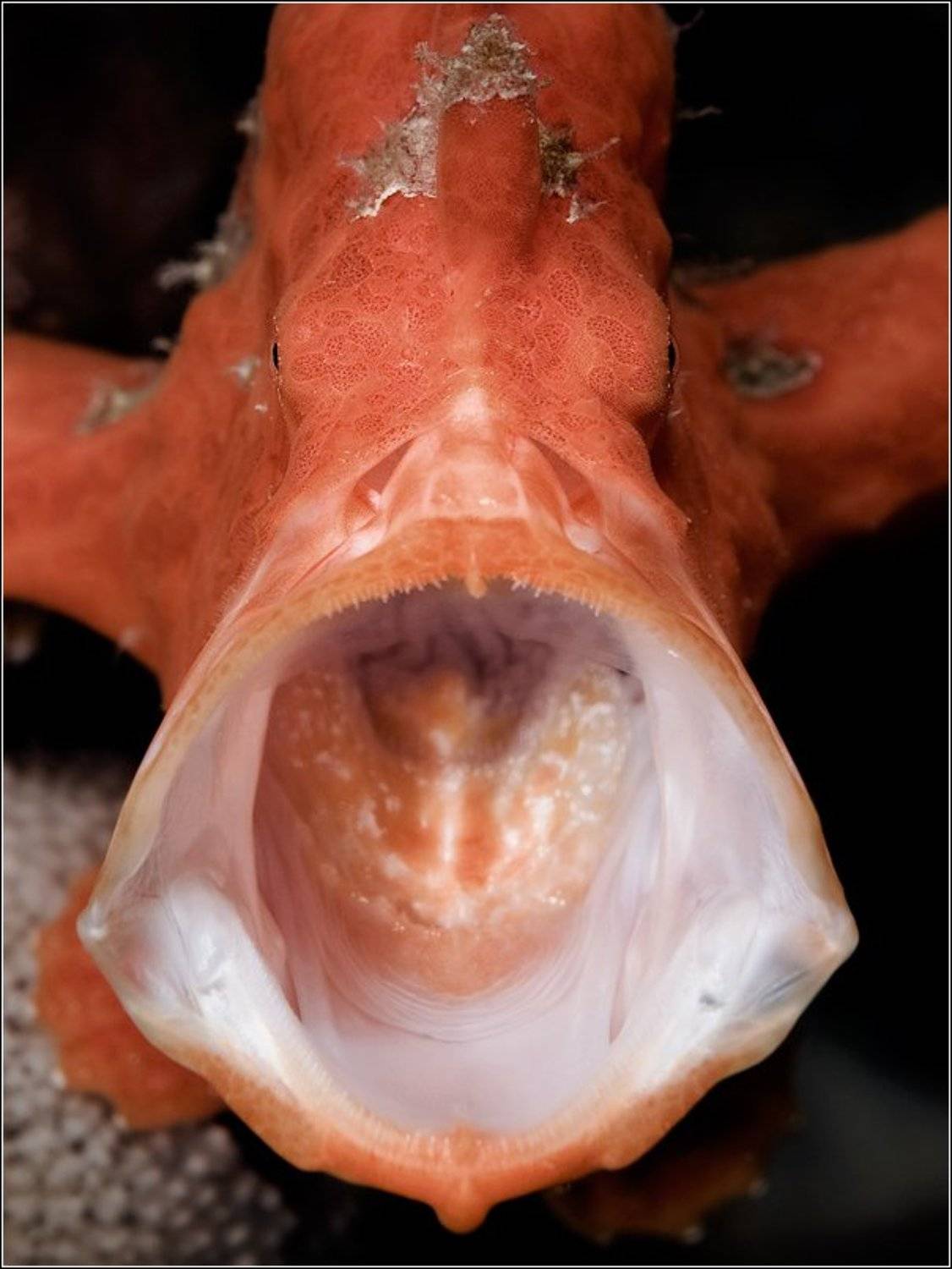 , Владимир Жданов