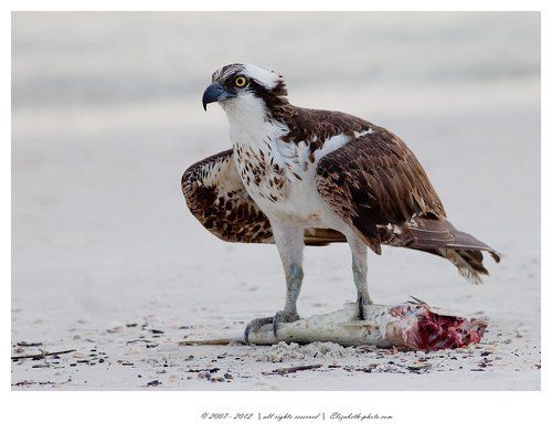 Osprey with Fish