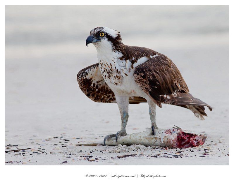 скопа., osprey, хищные птицы Osprey with Fish фото превью