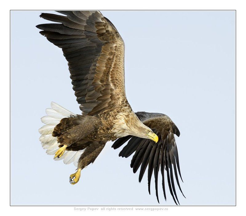 белохвостый орлан, дикая природа, Посмотрим!!! фото превью