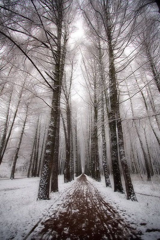 Зимний парк фото превью