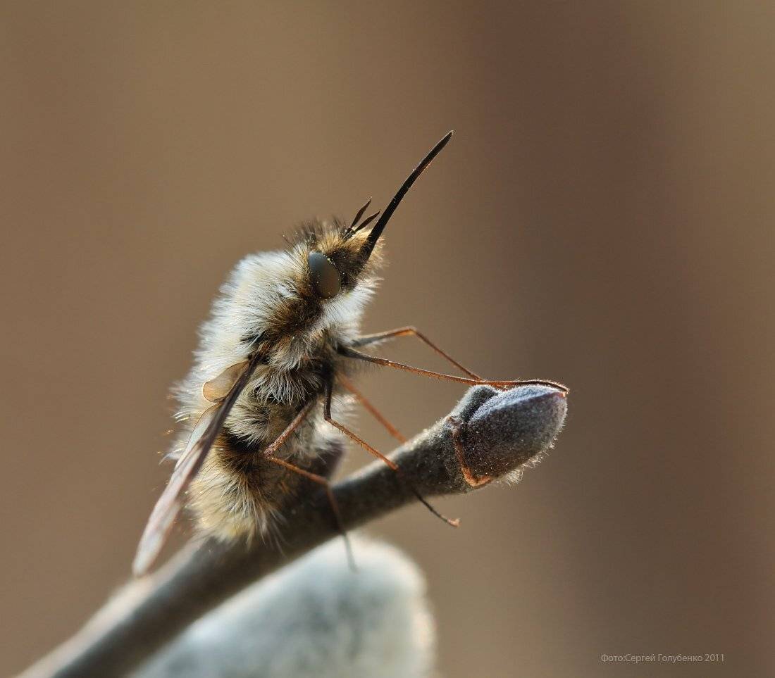 , Сергей Голубенко