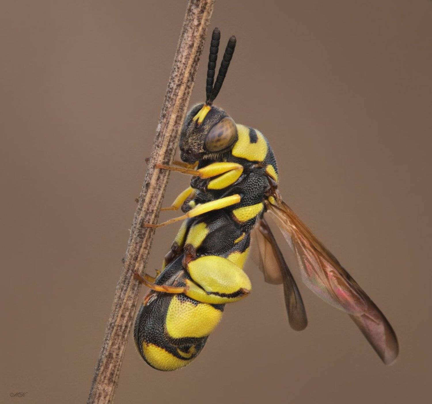 наездник, chalcidinae, Miron Karlinsky