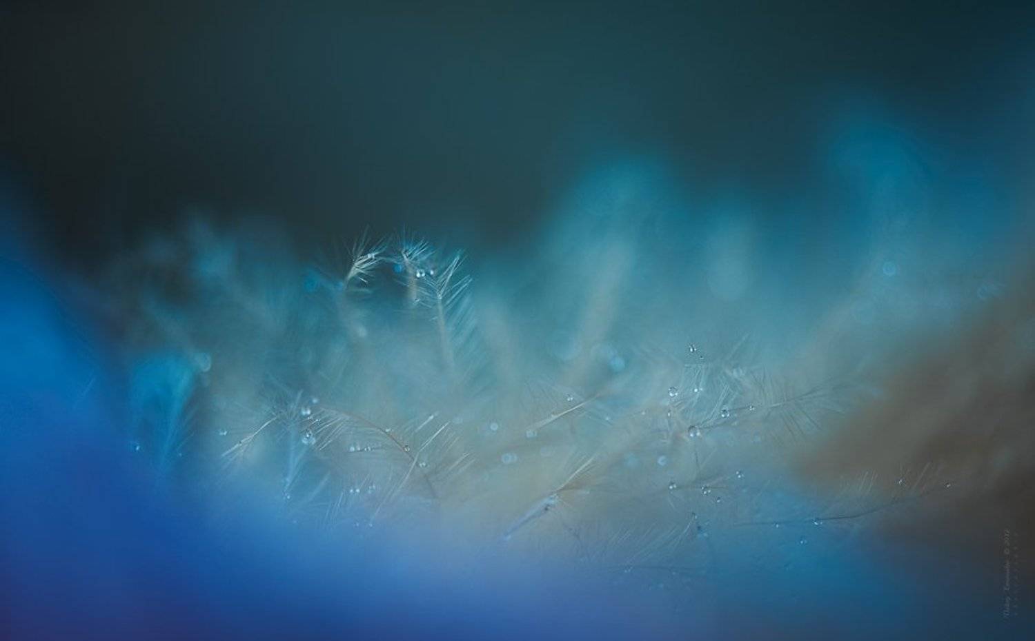 , Валерий Коновалов