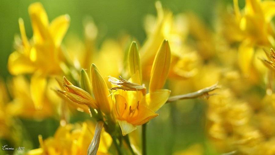 цветы, природа, лето, етти