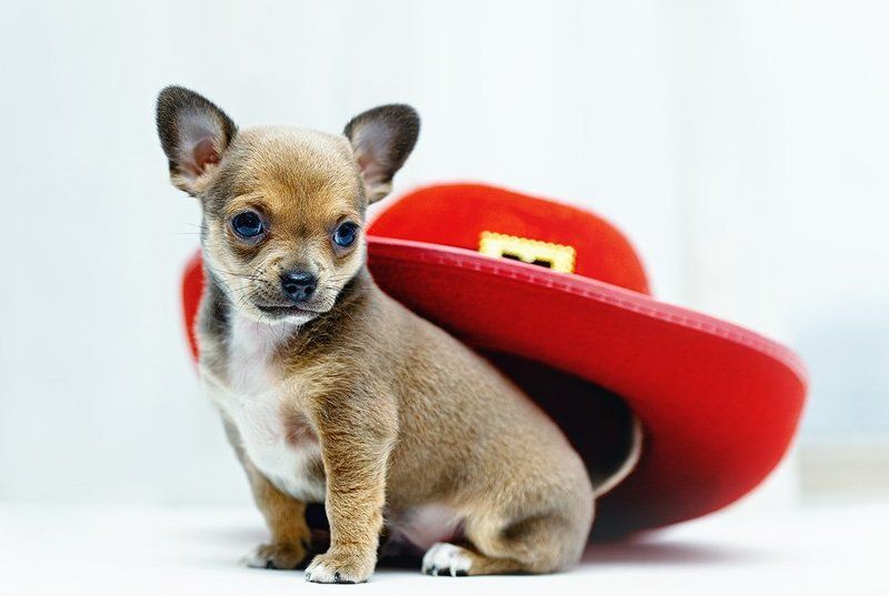 С 23 февраля! фото превью