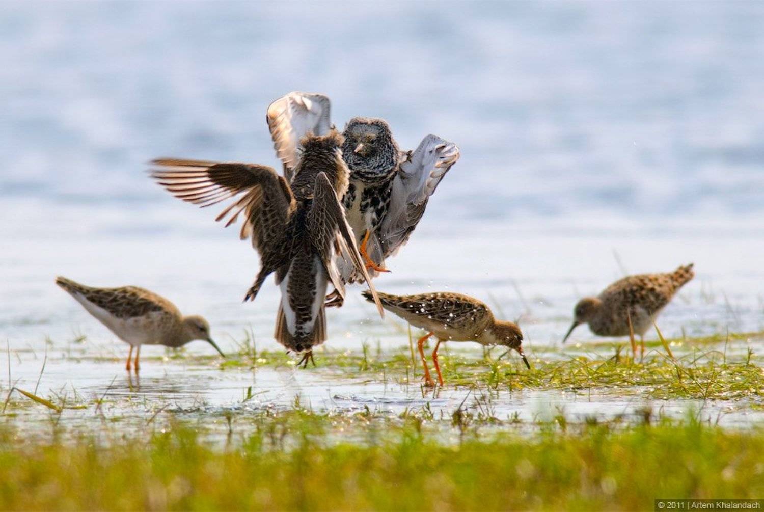 турухтаны, бой, весна, беларусь, припять, полесье, Артем Халандач