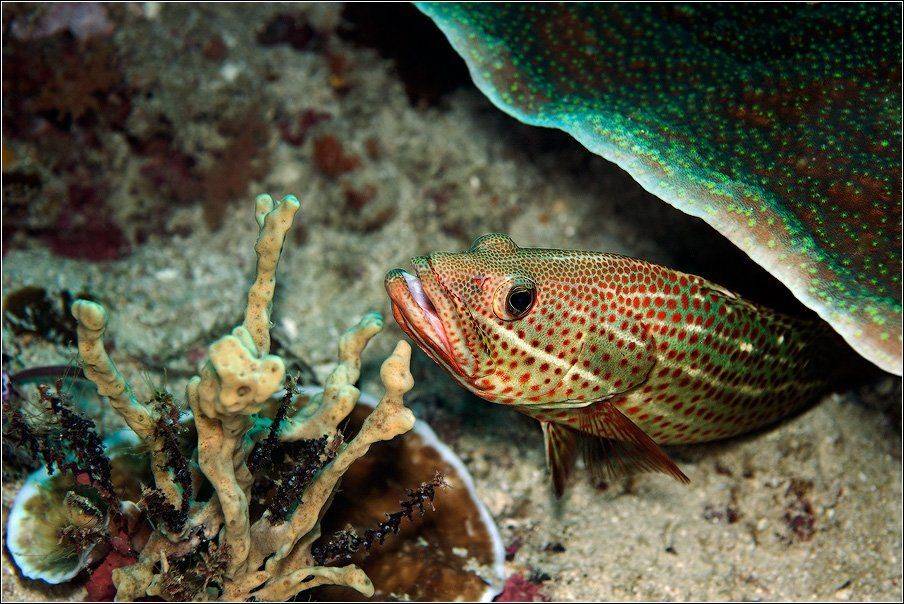 , Владимир Жданов